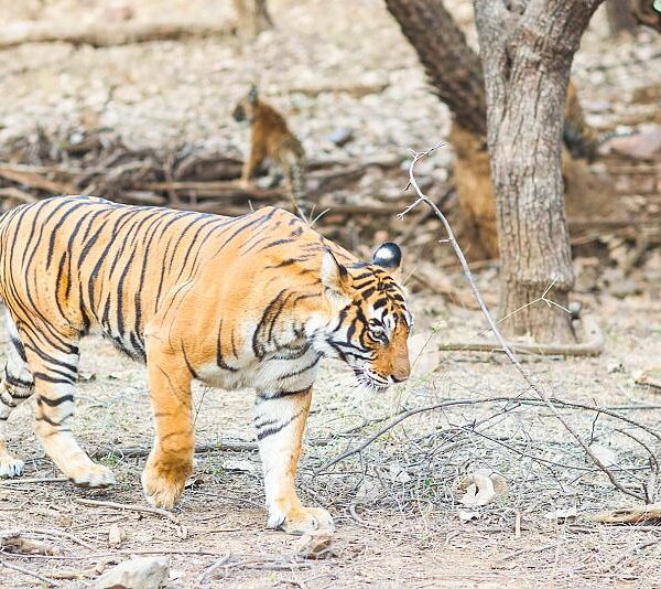 TigerSafari_53348-950w