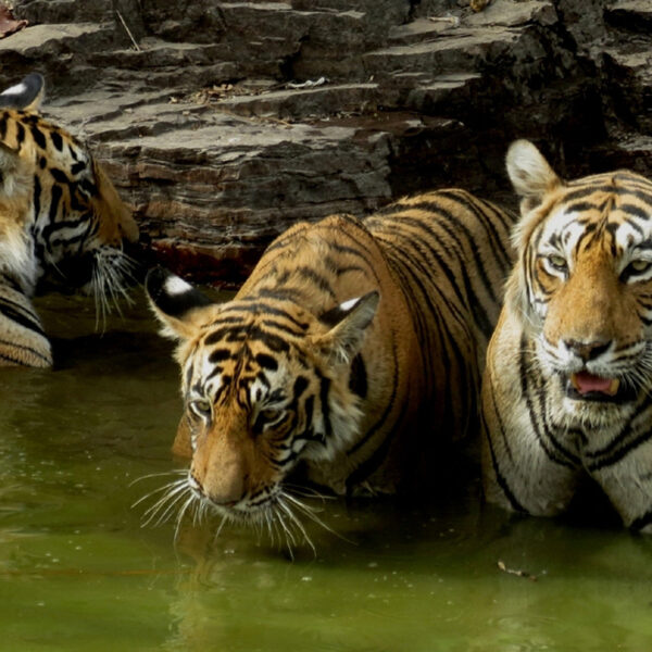 ranthambore-wildlife-safari